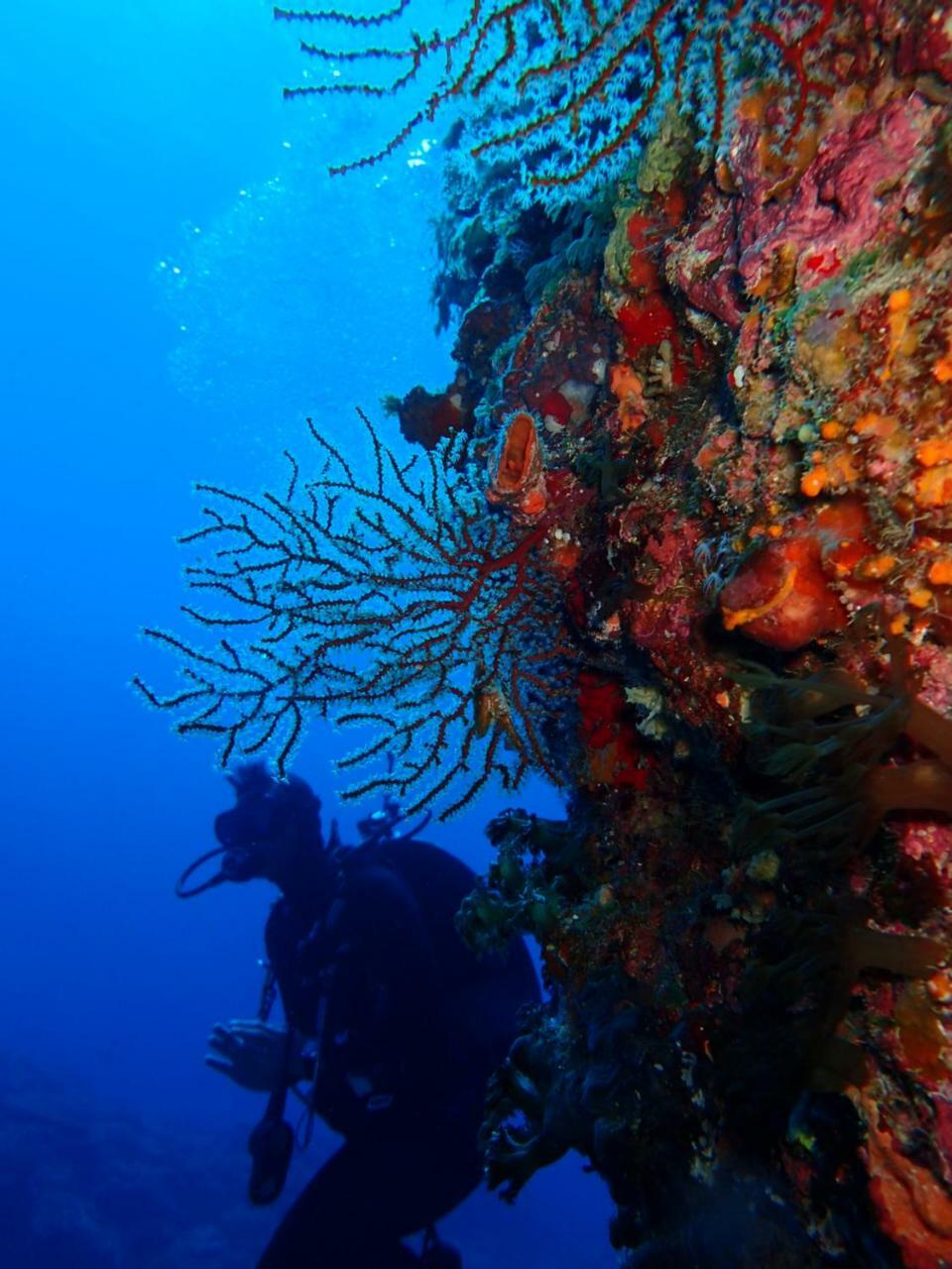 Qing Feng Diving B&B Грин-Айленд Экстерьер фото